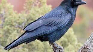 british raven mature porn anna p