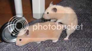 mature hamster porn tube