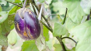 Amateur Bulgarian Girl Eggplant Pussy Insertion: Porn